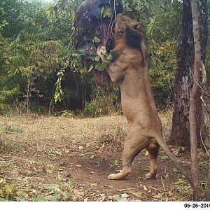 Zambia Trail Cam Pictures Lion