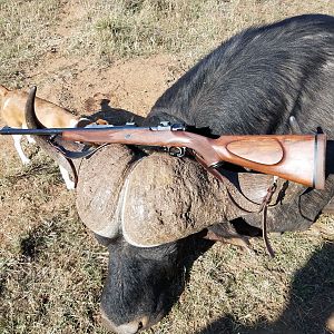 South Africa Hunt Cape Buffalo