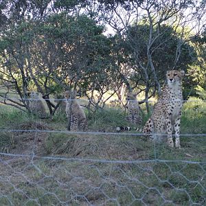 Cheetah Port Elizabeth South Africa