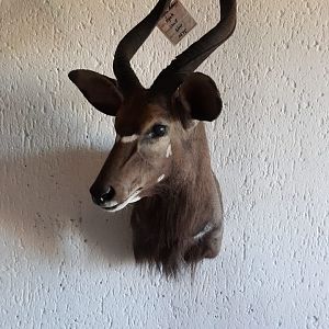 Nyala Shoulder Mount Taxidermy