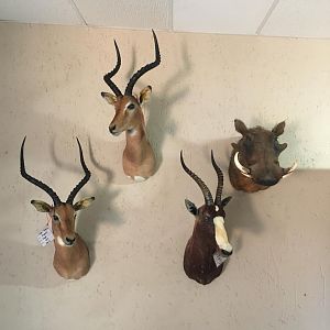 Impala,  Blesbok & Warthog Shoulder Mounts Taxidermy