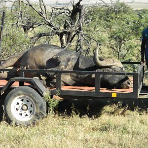 Hunting Cape Buffalo in South Africa