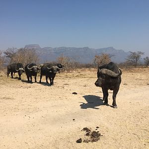 Cape Buffalo South Africa