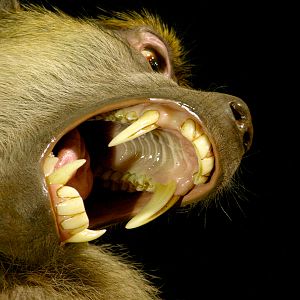 Baboon & 13.4 Foot Crocodile Full Mount Taxidermy