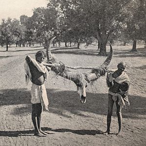Hunting Asiatic Water Buffalo in India - 1923