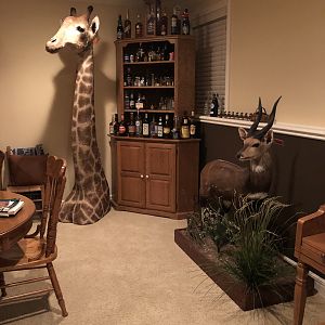 Giraffe Shoulder & Bushbuck Full Mount Taxidermy