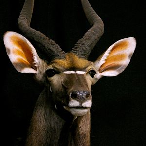 Nyala Shoulder Mount Taxidermy