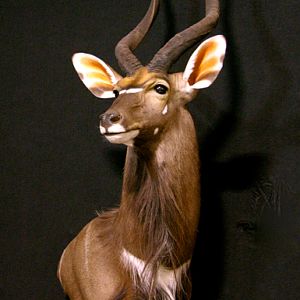 Nyala Shoulder Mount Taxidermy