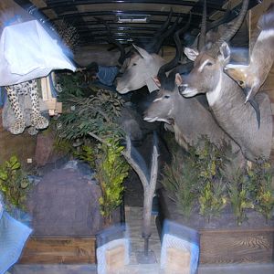 Taxidermy delivery transport truck packed on inside