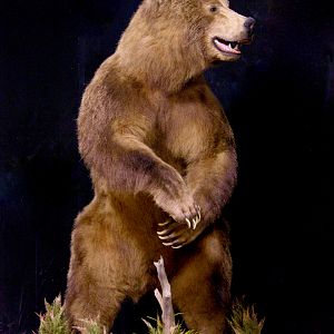 Bear Full Mount Taxidermy