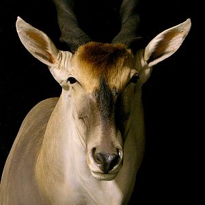 Eland Shoulder Mount Taxidermy