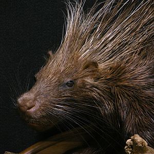 African Porcupine Full Mount Taxidermy