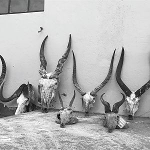 Trophies South Africa