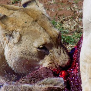 Lions feeding in South Africa