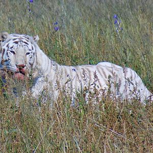 White Tiger South Africa