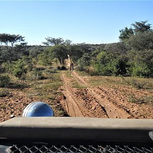 Giraffe South Africa