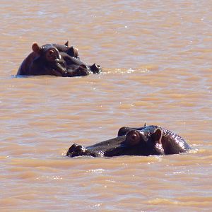 Hippos in South Africa