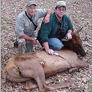 Cow elk taken at Mark Hampton’s game preserve.