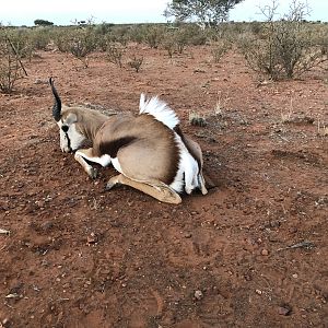 Springbok Hunting South Africa