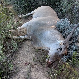 South Africa Hunting Eland