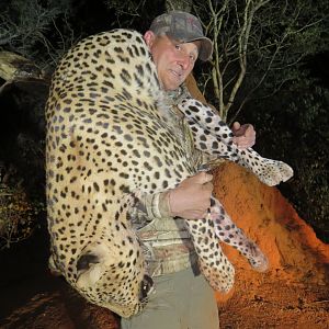 Hunt Leopard in Namibia