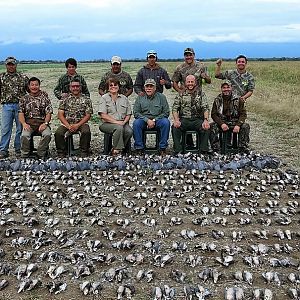 Argentina Wingshooting Dove