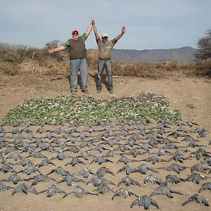 Wingshooting Dove in Argentina