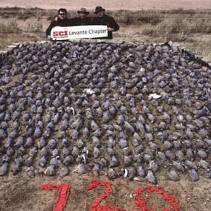 Wingshooting Dove in Argentina