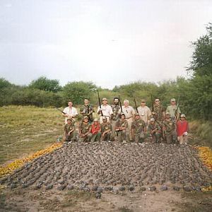 Wingshooting Dove in Argentina