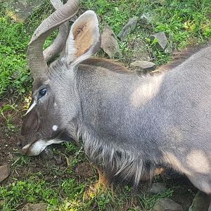 South Africa Hunting Kudu