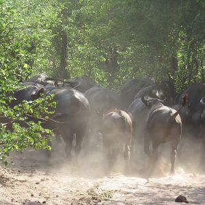 Cape Buffalo Zimbabwe