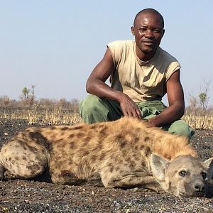 Hunting Spotted Hyena in Zimbabwe