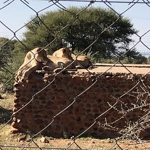 Lions South Africa