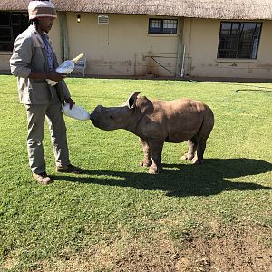 White Rhino Calf South Africa