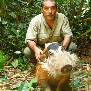 Gabon Hunting Gabonese Bushpig