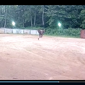 Brave dog on an oil exploitation in Gabon