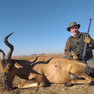 Red Hartebeest at Koppie Dam Nature Reserve