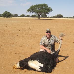 Ostrich Hunt Namibia