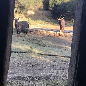 View of Nyala from the blind