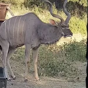 View of Kudu from the blind