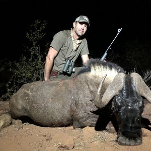 Black Wildebeest Hunting Namibia