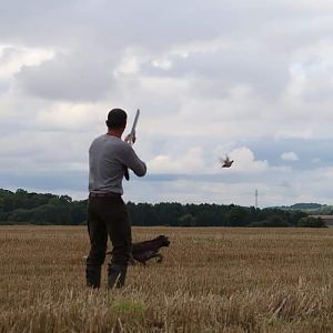 Hunting over a Pointing dog