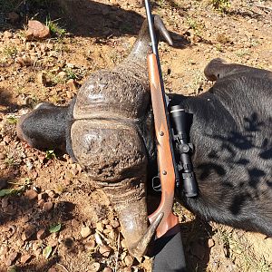 South Africa Hunting Cape Buffalo