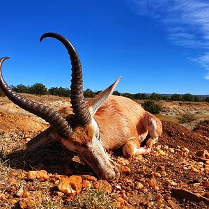 Springbok Hunting South Africa