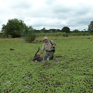 Hunt Gabonese Sitatunga in Gabon