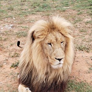 Lion South Africa