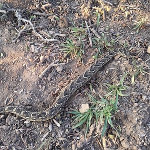 South Africa Hunting Puff Adder snake