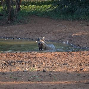 Warthog South Africa