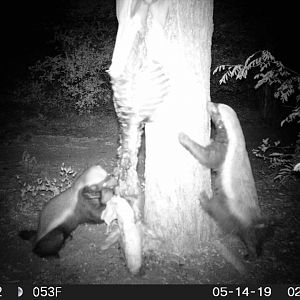 African Honey Badger Trail Cam Pictures South Africa