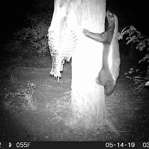 South Africa Trail Cam Pictures African Honey Badger